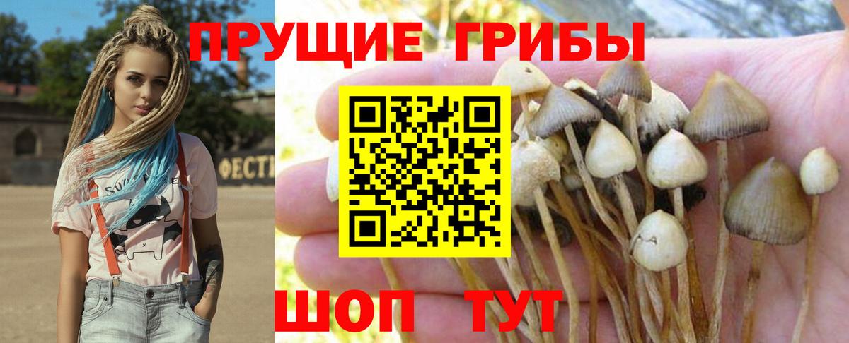 Галлюциногенные грибы прущие грибы Моршанск